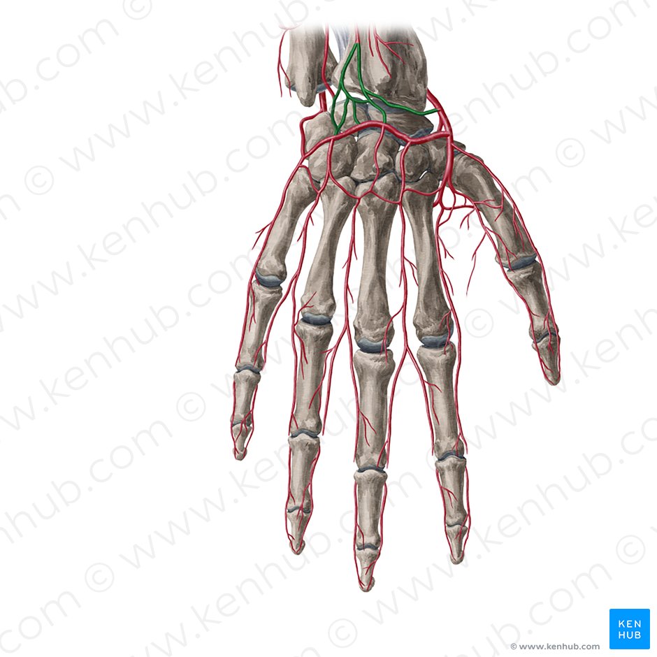 Rete radiocarpale dorsale (Arteriengeflecht des Handgelenks); Bild: Yousun Koh