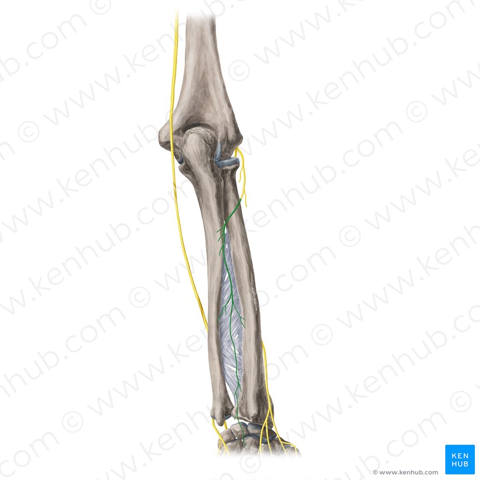 Posterior interosseous nerve (Nervus interosseus posterior); Image: Yousun Koh
