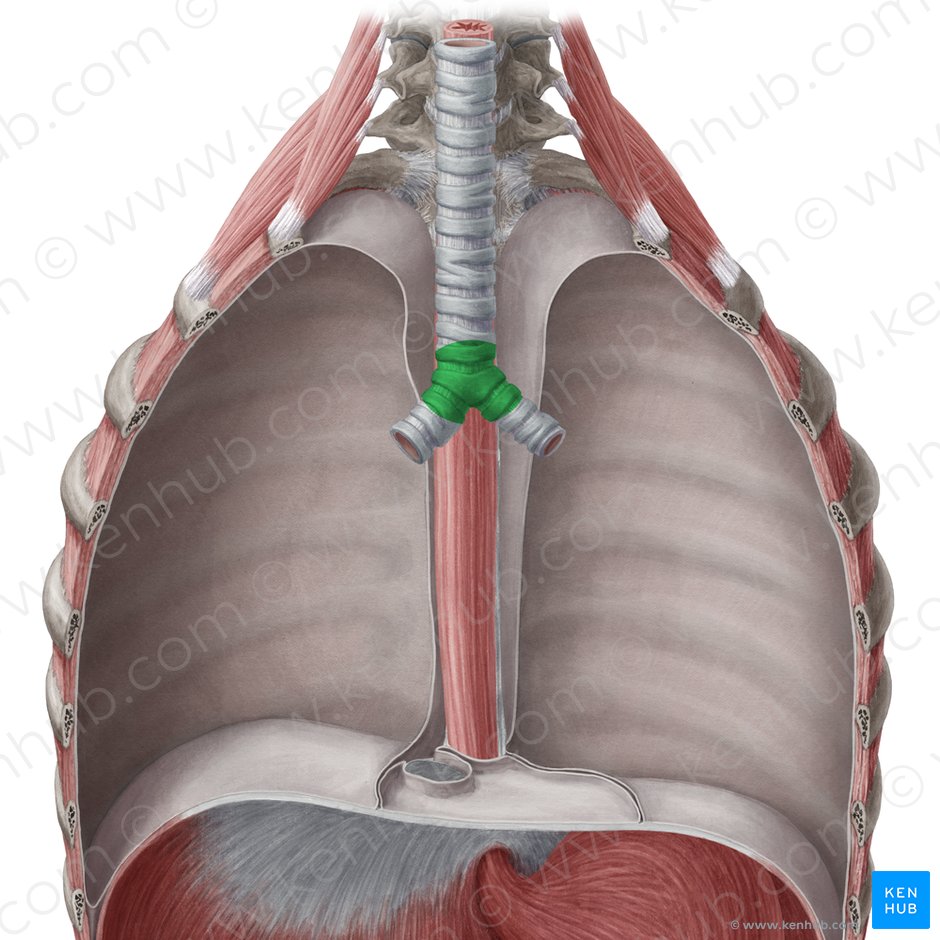 Tracheal bifurcation (Bifurcatio tracheae); Image: Yousun Koh