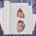 Diagrams, quizzes and worksheets of the heart