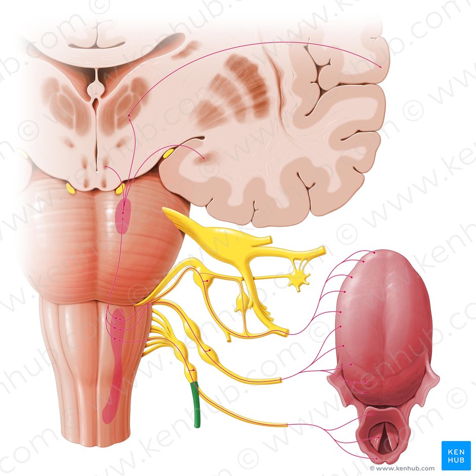 Vagus nerve (Nervus vagus); Image: Paul Kim
