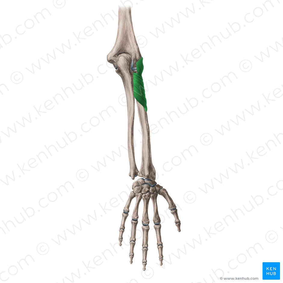 Supinator muscle (Musculus supinator); Image: Yousun Koh