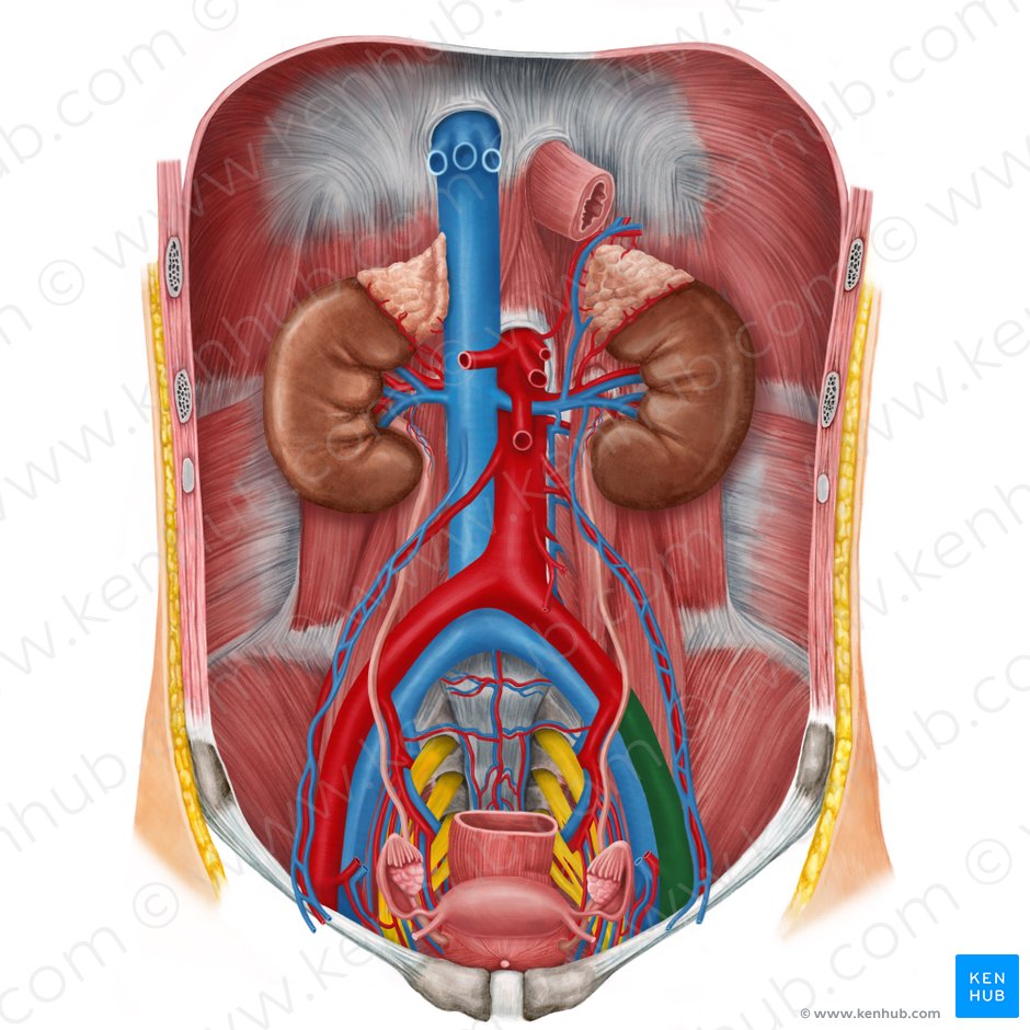 Artéria ilíaca externa esquerda (Arteria iliaca externa sinistra); Imagem: Irina Münstermann