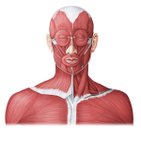 Músculos principais da cabeça e do pescoço