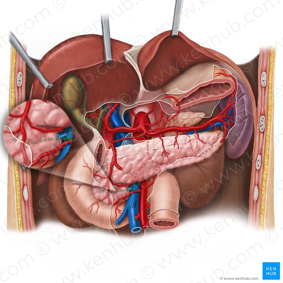 Arteria pancreaticoduodenalis posterior inferior (Untere hintere Bauchspeicheldrüsen-Zwölffingerdarm-Arterie); Bild: Esther Gollan