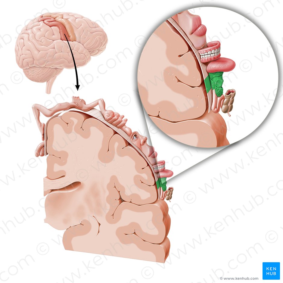 Córtex sensorial da laringe (Cortex sensorius laryngis); Imagem: Paul Kim