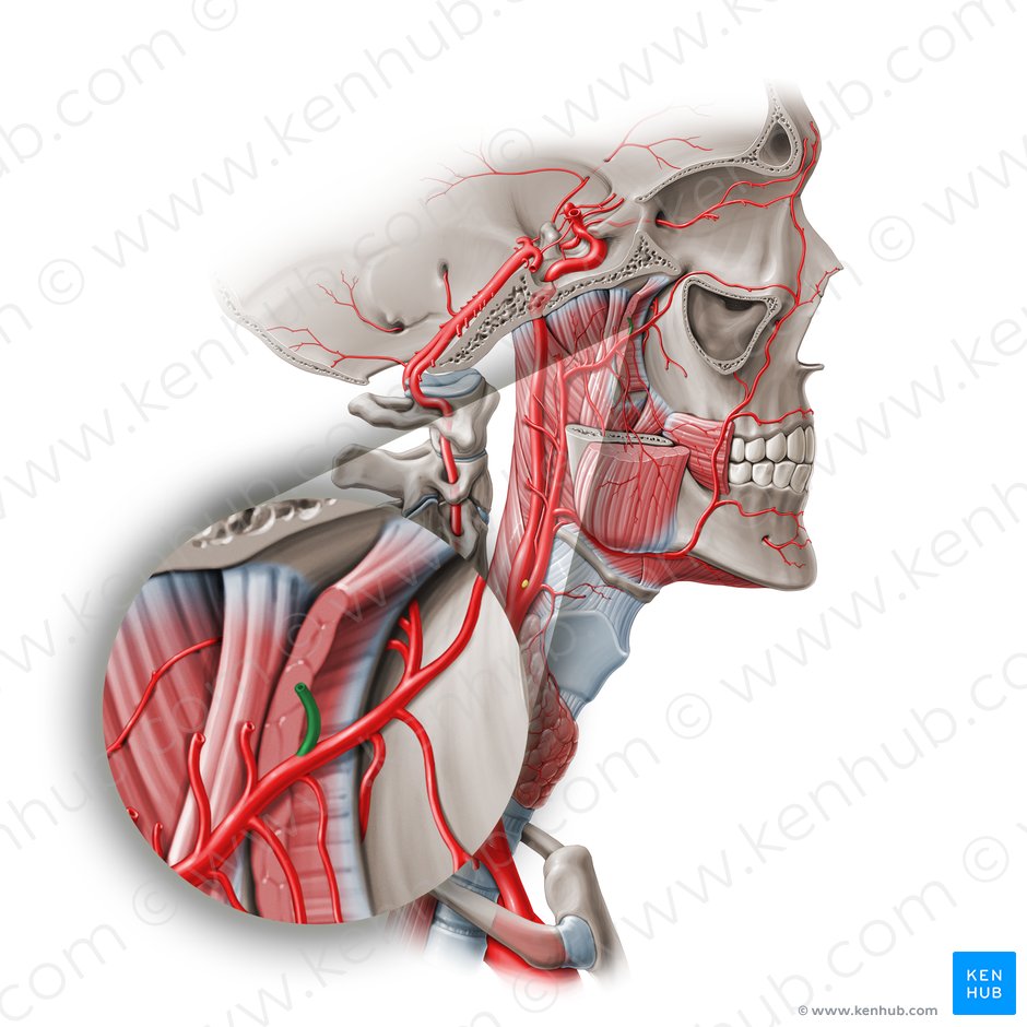 Arteria temporal profunda anterior (Arteria temporalis profunda anterior); Imagen: Paul Kim