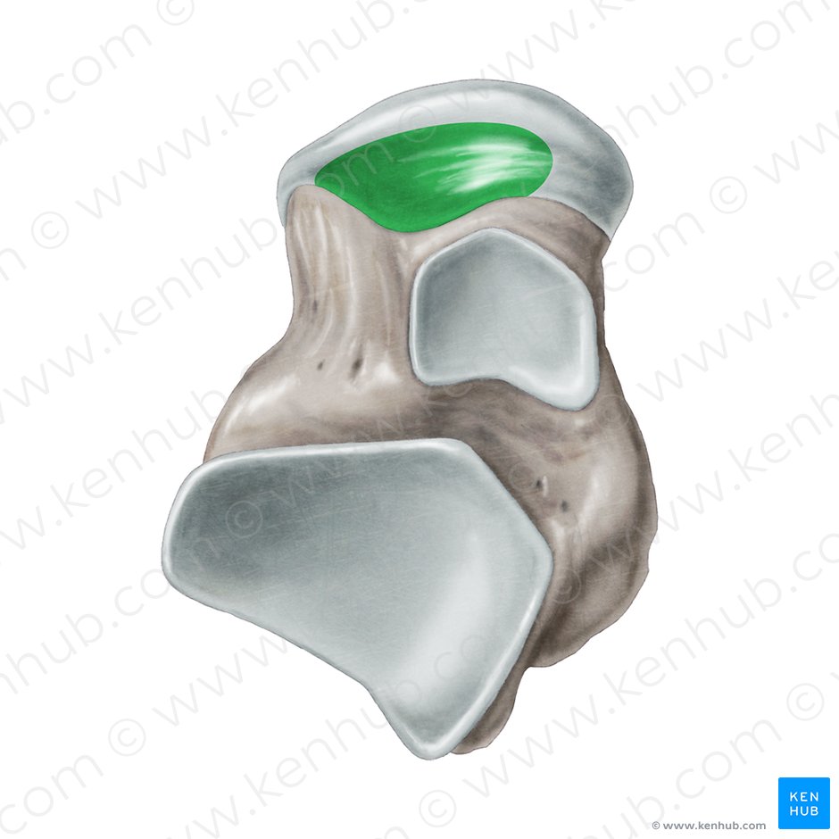 Carilla articular anterior para el calcáneo del talus (Facies articularis calcanea anterior ossis tali); Imagen: Samantha Zimmerman