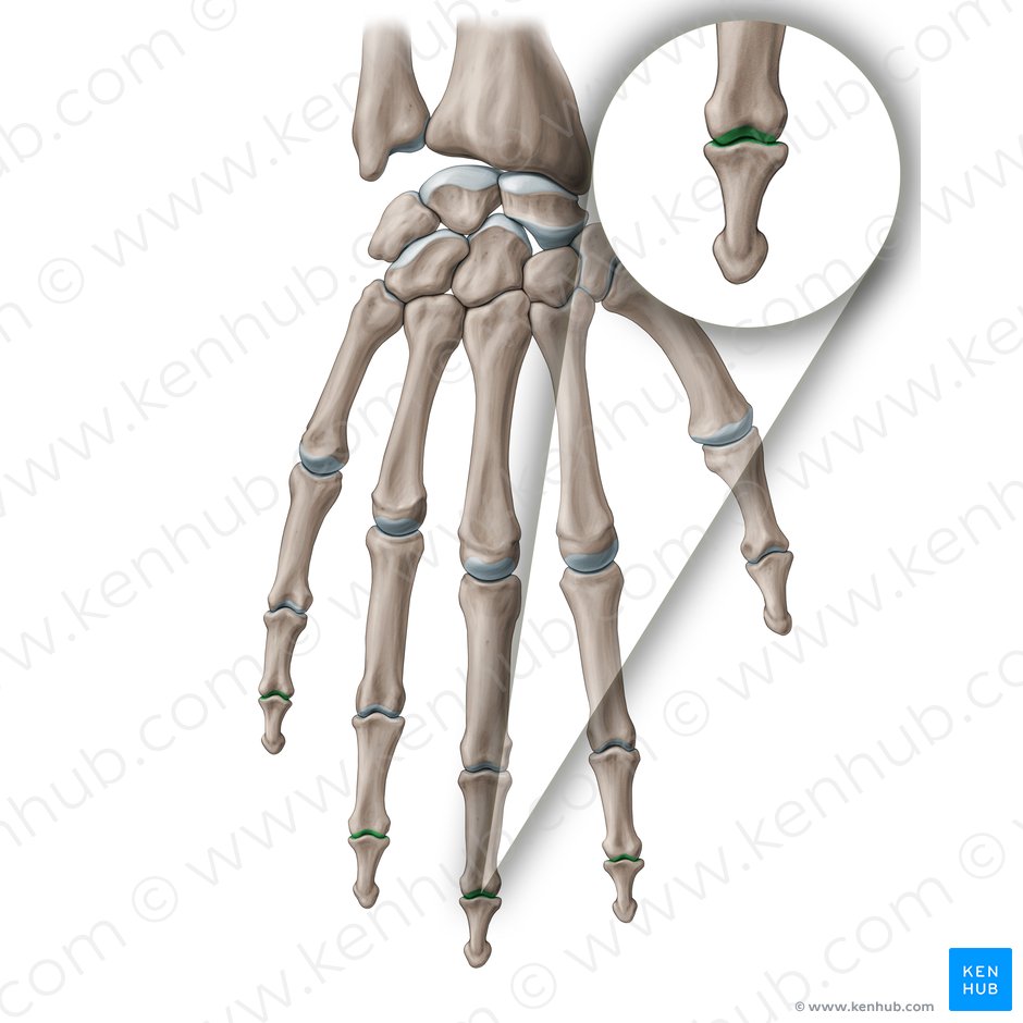 Distal interphalangeal joint (Articulatio interphalangea distalis); Image: Paul Kim