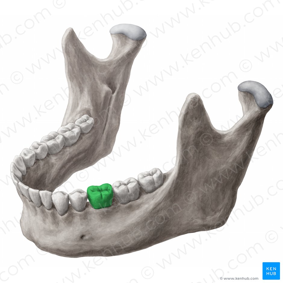 Mandibular left first molar tooth (Dens molaris primus sinister mandibularis); Image: 