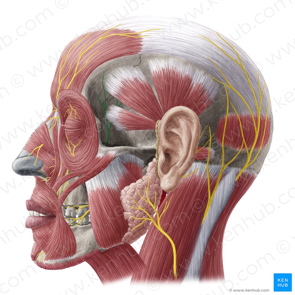 Zygomaticotemporal nerve (Nervus zygomaticotemporalis); Image: Yousun Koh
