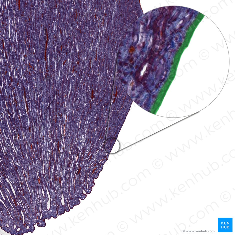 Simple columnar epithelium of renal papilla (Epithelium simplex columnare papillae renalis); Image: 