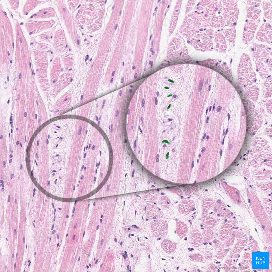 Núcleo del fibroblasto (Nucleus fibroblasti); Imagen: 