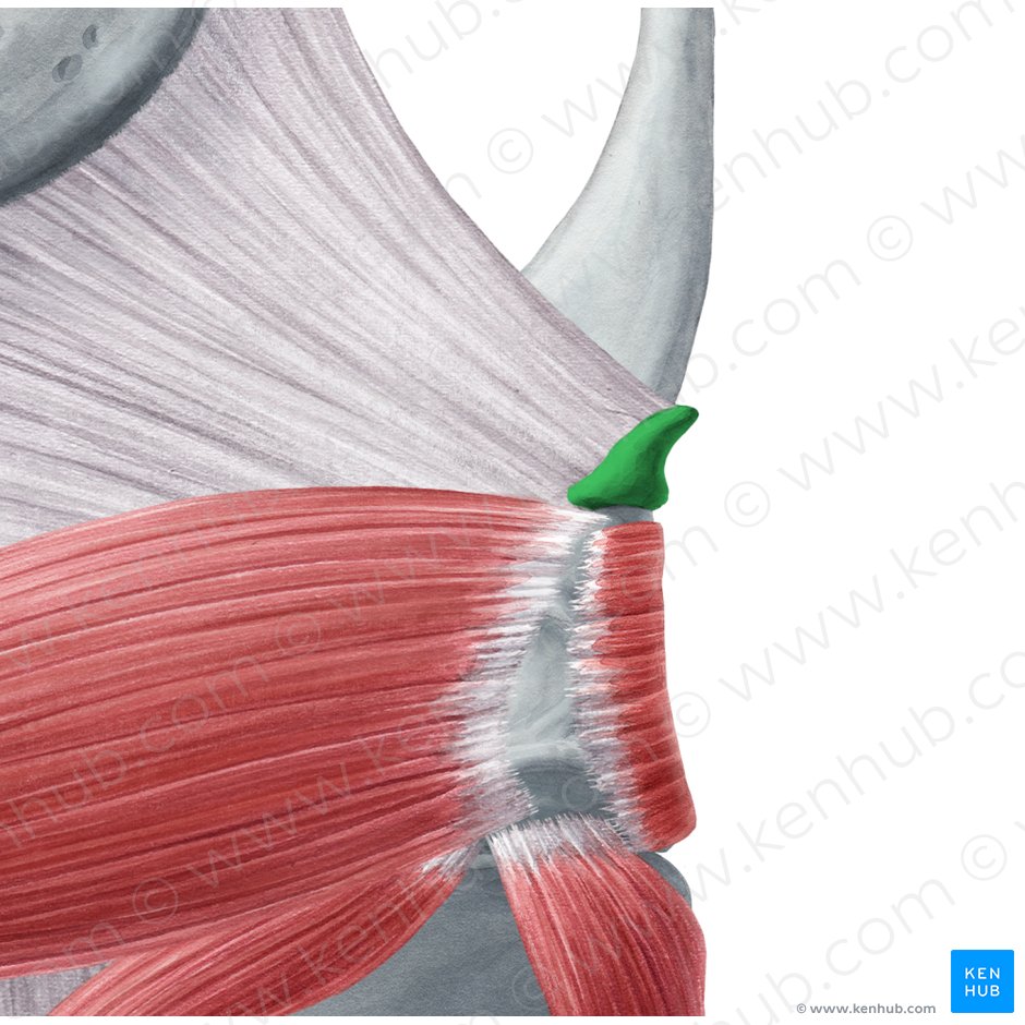 Cartilagem corniculada (Cartilago corniculata); Imagem: Yousun Koh