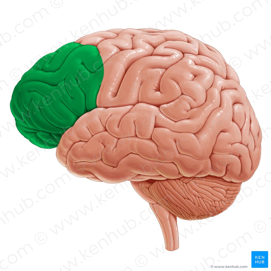Prefrontal cortex (Cortex prefrontalis); Image: Yousun Koh