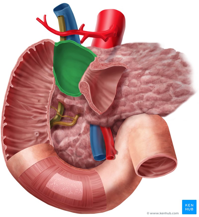 Superior part of duodenum - ventral view