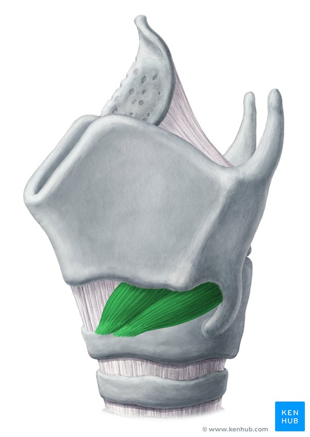 Cricothyroid muscle - lateral-left view