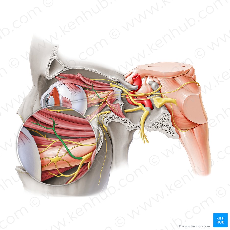 Superior branch of oculomotor nerve (Ramus superior nervi oculomotorii); Image: Paul Kim
