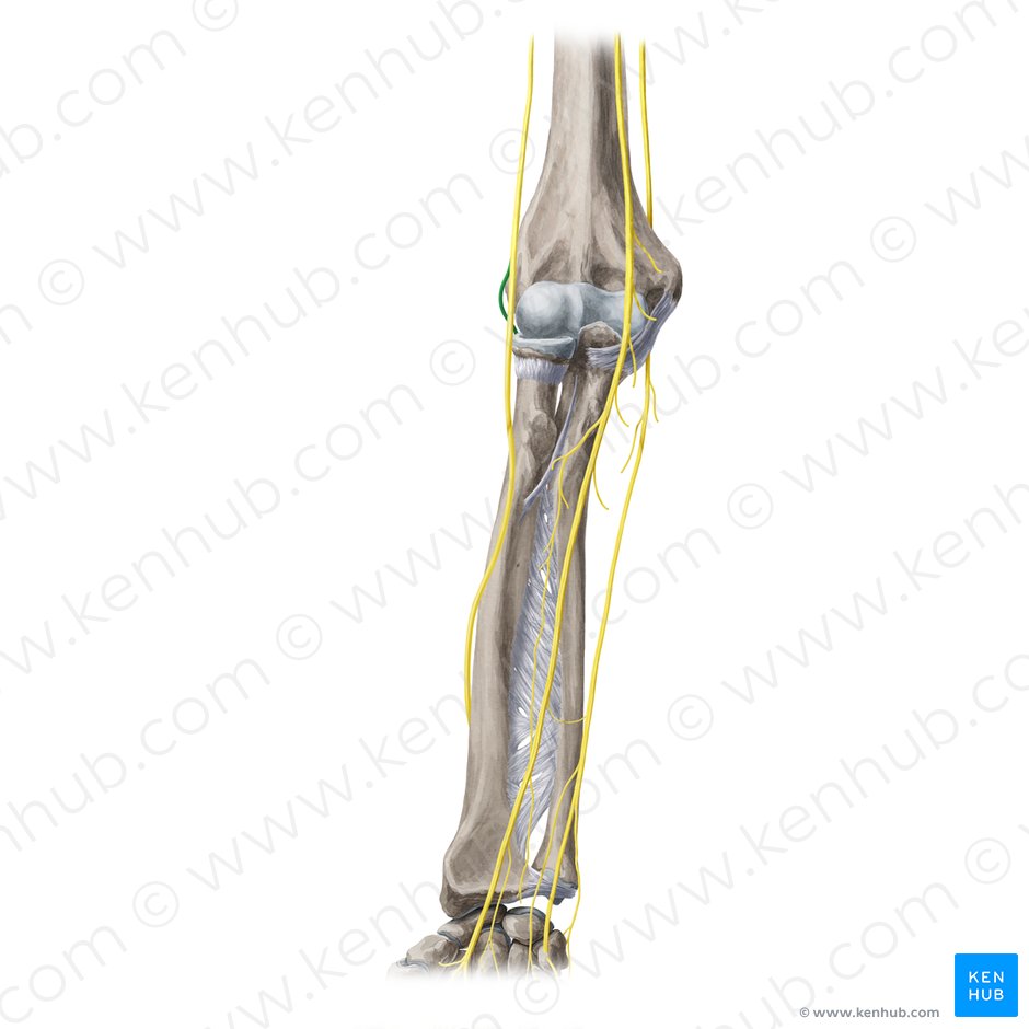Deep branch of radial nerve (Ramus profundus nervi radialis); Image: Yousun Koh