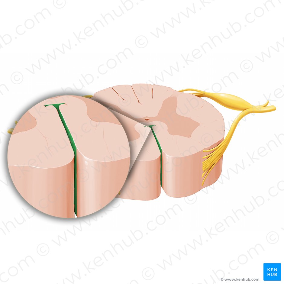 Fissura mediana anterior medullae spinalis (Vordere mediane Spalte des Rückenmarks); Bild: Paul Kim