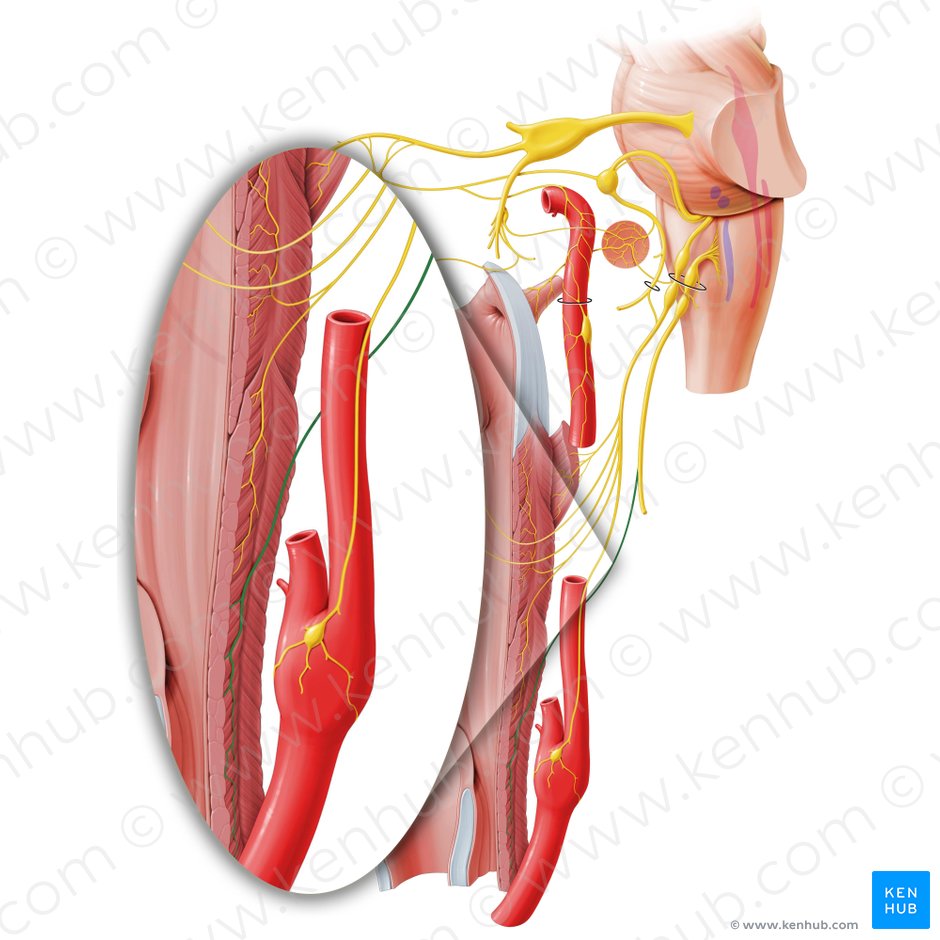 Pharyngeal branch of vagus nerve (Ramus pharyngeus nervi vagi); Image: Paul Kim