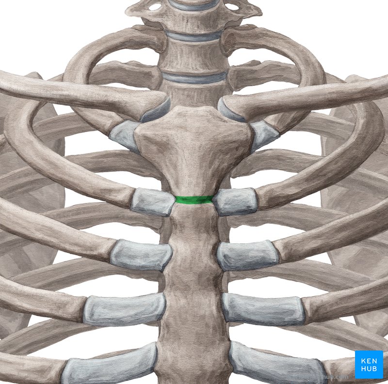 Manubriosternal joint: Bones, ligaments, movements | Kenhub