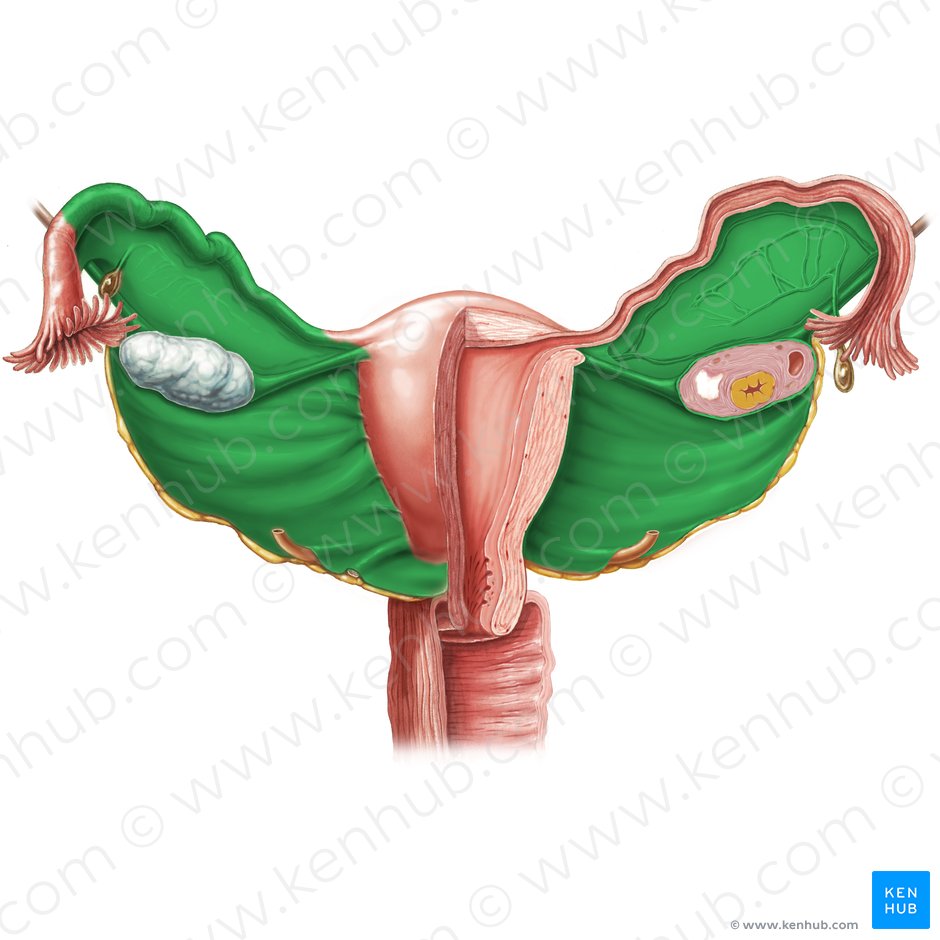 Ligamento ancho del útero (Ligamentum latum uteri); Imagen: Samantha Zimmerman