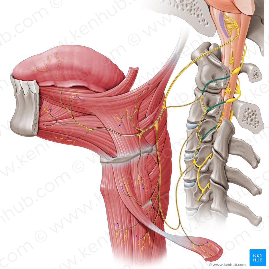 Anterior rami of spinal nerves C1-C3 (Rami anteriores nervorum spinalium C1-C3); Image: Paul Kim
