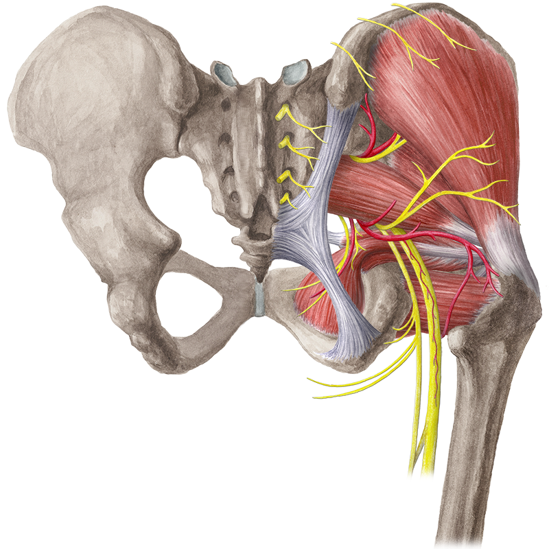 Hip and thigh (Anatomy) - Study Guide | Kenhub