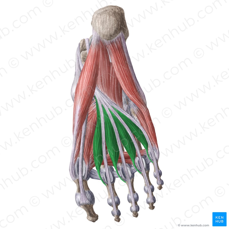 Músculos lumbricais do pé (Musculi lumbricales pedis); Imagem: Liene Znotina