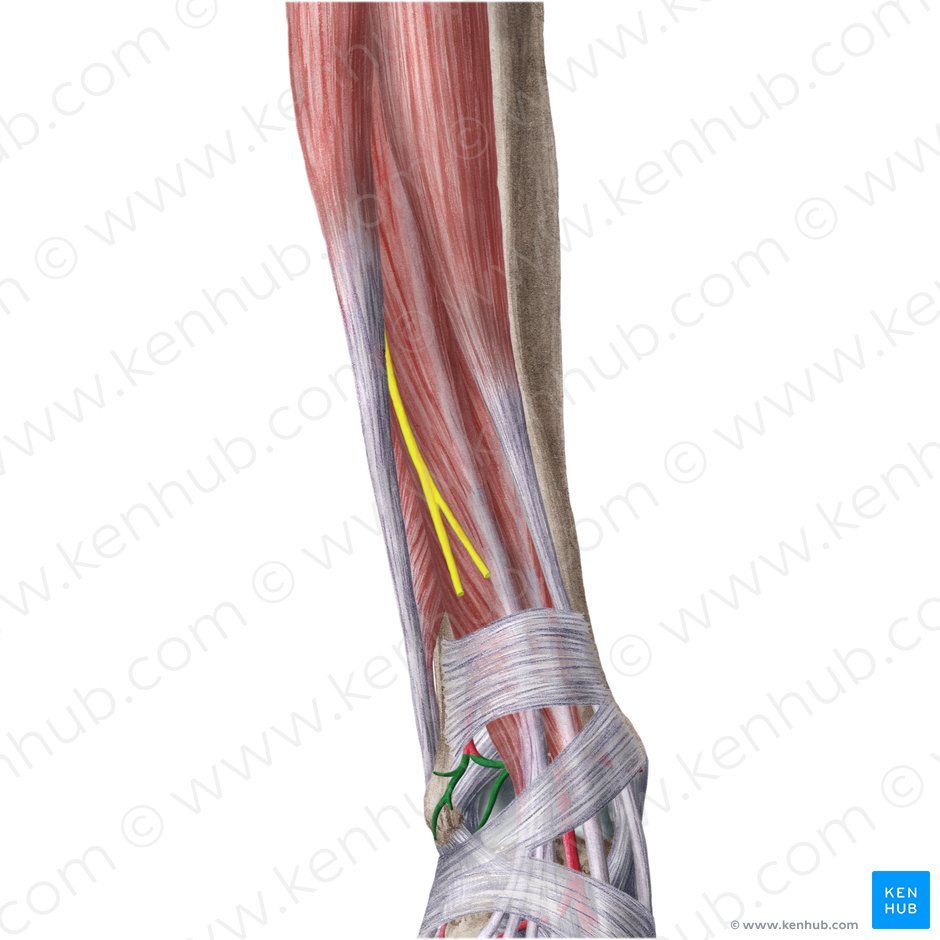 Anterior lateral malleolar artery (Arteria malleolaris anterior lateralis); Image: Liene Znotina