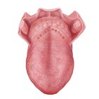 Surface of the tongue 
