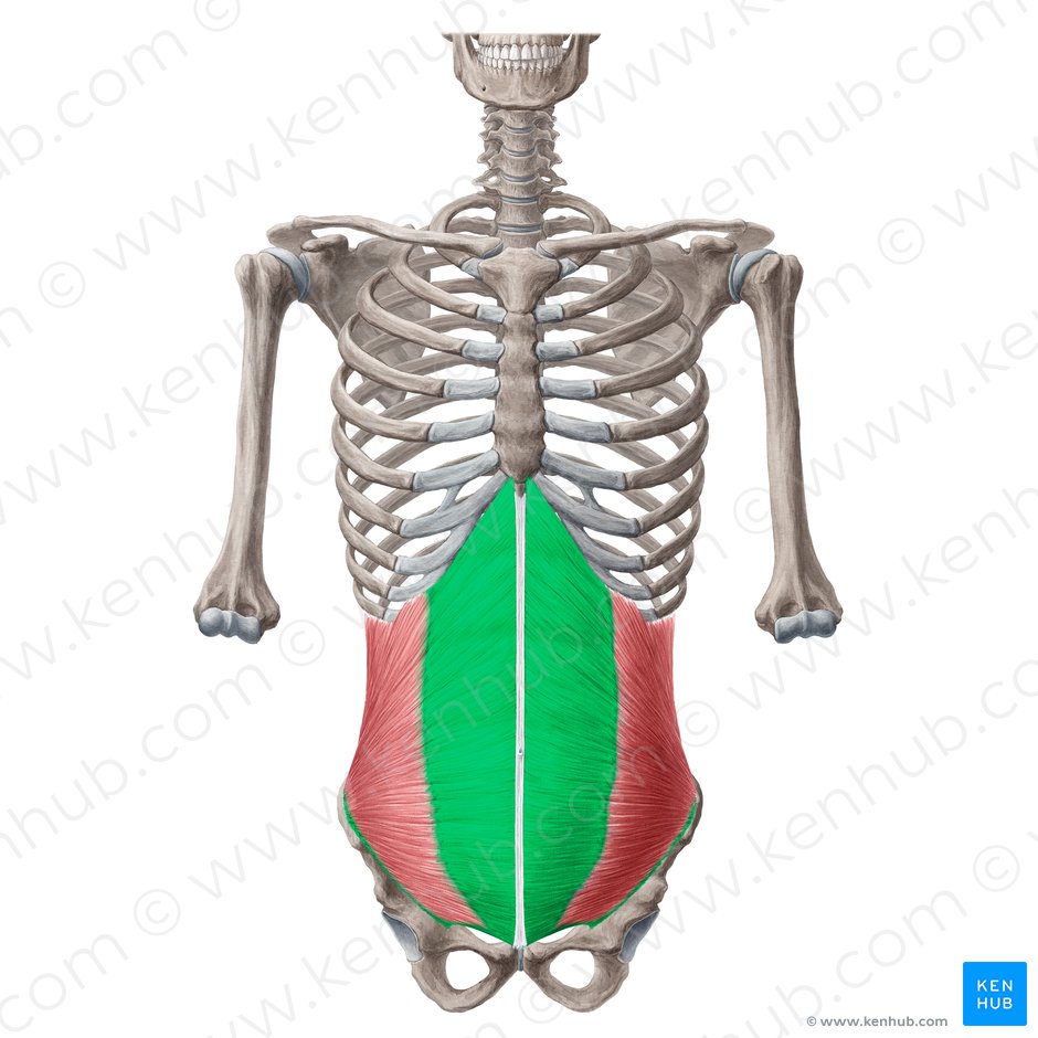 Aponeurose do músculo oblíquo interno do abdômen (Aponeurosis musculi obliqui interni abdominis); Imagem: Yousun Koh