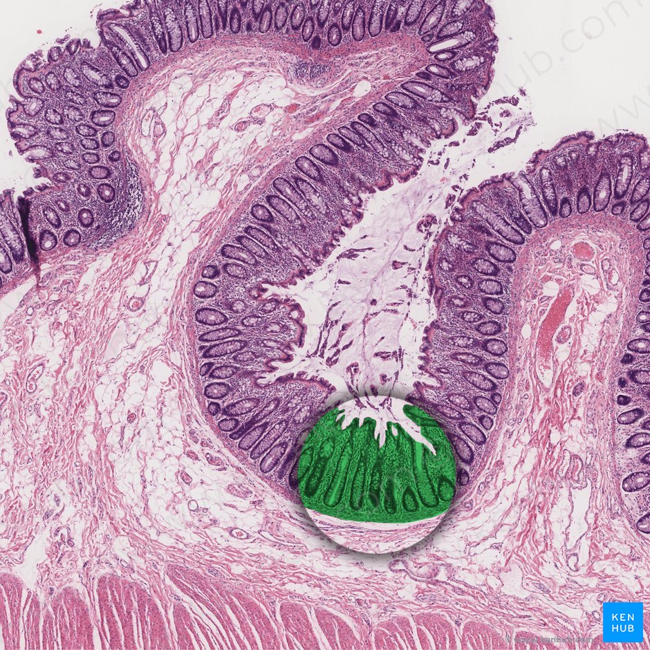 Mucosa (Tunica mucosa); Image: 