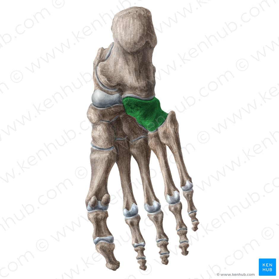 Cuboid bone (Os cuboideum); Image: Liene Znotina