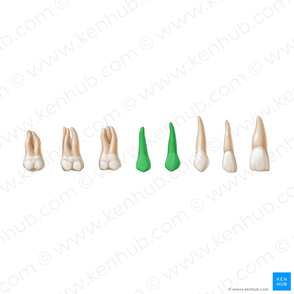 Premolar teeth (Dentes premolares); Image: Paul Kim