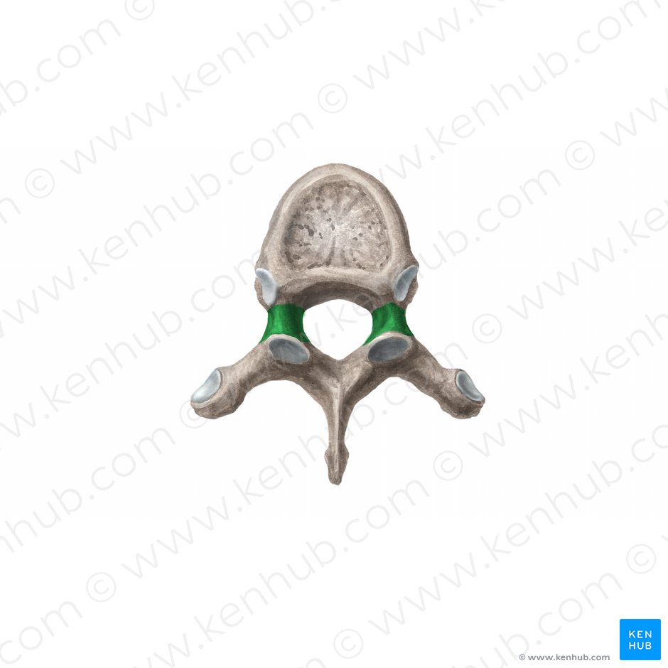 Pedículo do arco vertebral (Pediculus arcus vertebrae); Imagem: Begoña Rodriguez