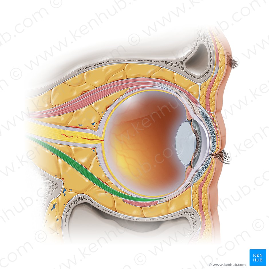Musculus rectus inferior (Unterer gerader Augenmuskel); Bild: Paul Kim
