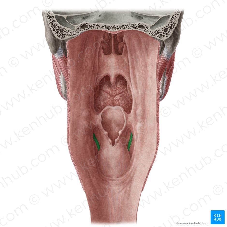 Fold of superior laryngeal nerve (Plica nervi laryngei superioris); Image: Yousun Koh