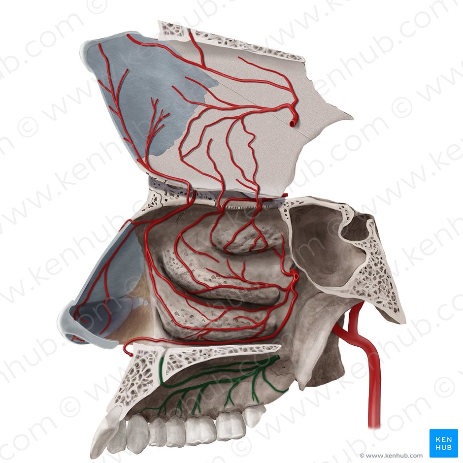 Arteria palatina major (Große Gaumenarterie); Bild: Begoña Rodriguez