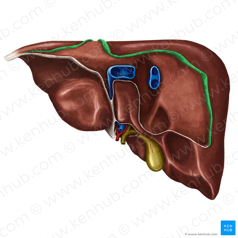 Porción anterior del ligamento coronario del hígado (Pars anterior ligamenti coronarii hepatis); Imagen: Irina Münstermann