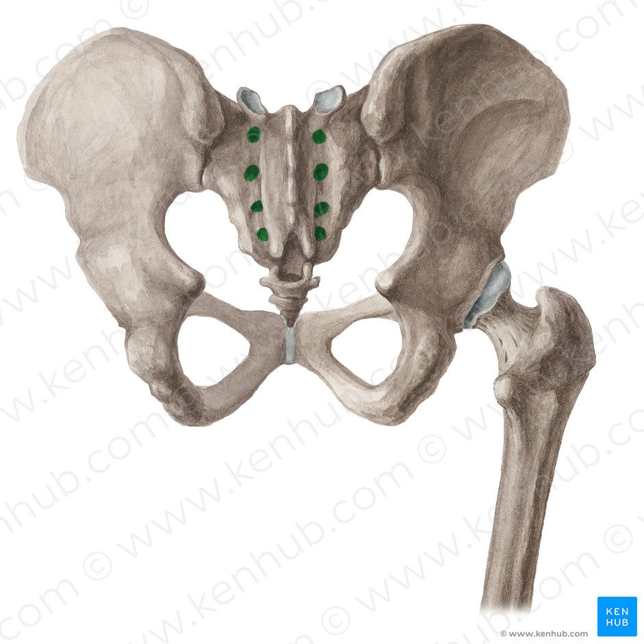 Forames sacrais posteriores (Foramina sacralia posteriora); Imagem: Liene Znotina