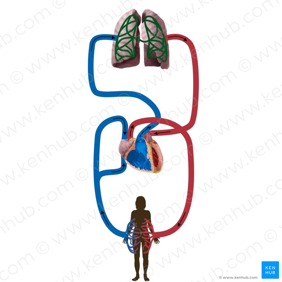 Red capilar del pulmón (Rete capillare pulmonale); Imagen: Begoña Rodriguez