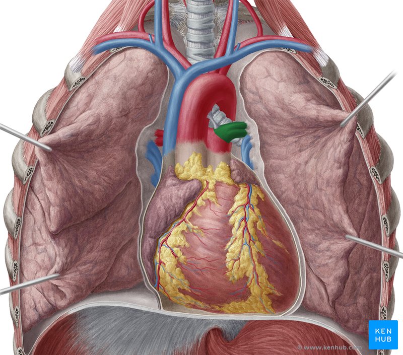 Pulmonary arteries and veins: Anatomy and function | Kenhub