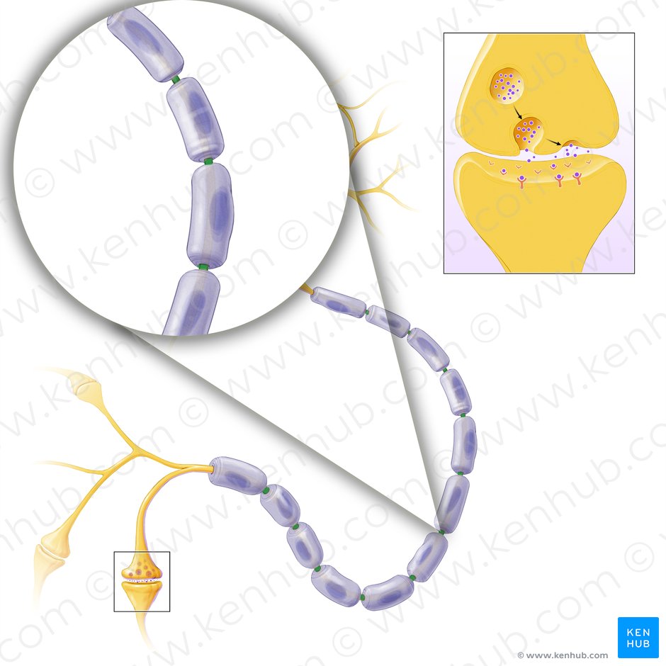Node of Ranvier (Myelin sheath gap) (Nodus interruptionis myelini); Image: Paul Kim