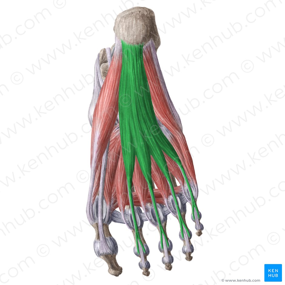 Flexor digitorum brevis muscle (Musculus flexor digitorum brevis); Image: Liene Znotina