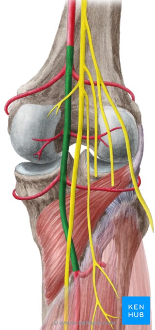 Popliteal artery - dorsal view